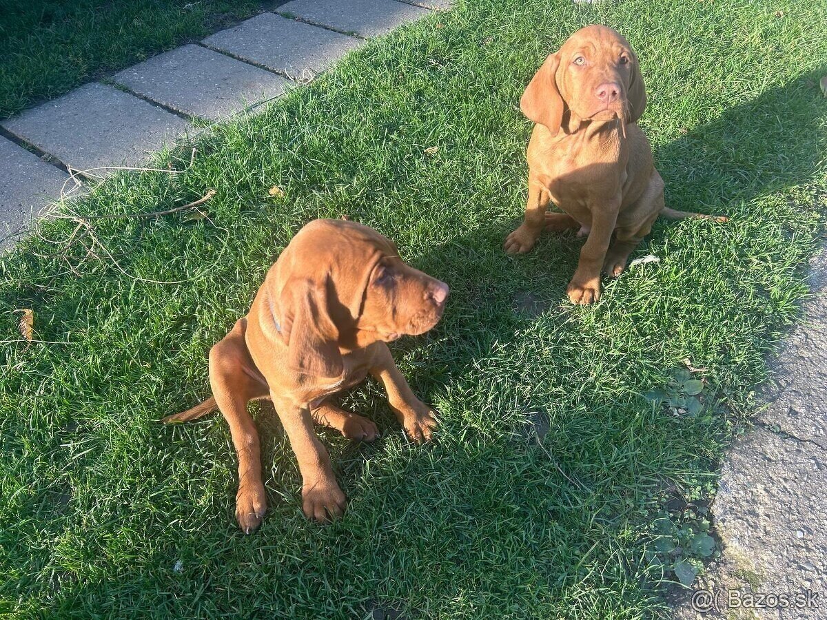 Madarska vyzla - steniatka - 8