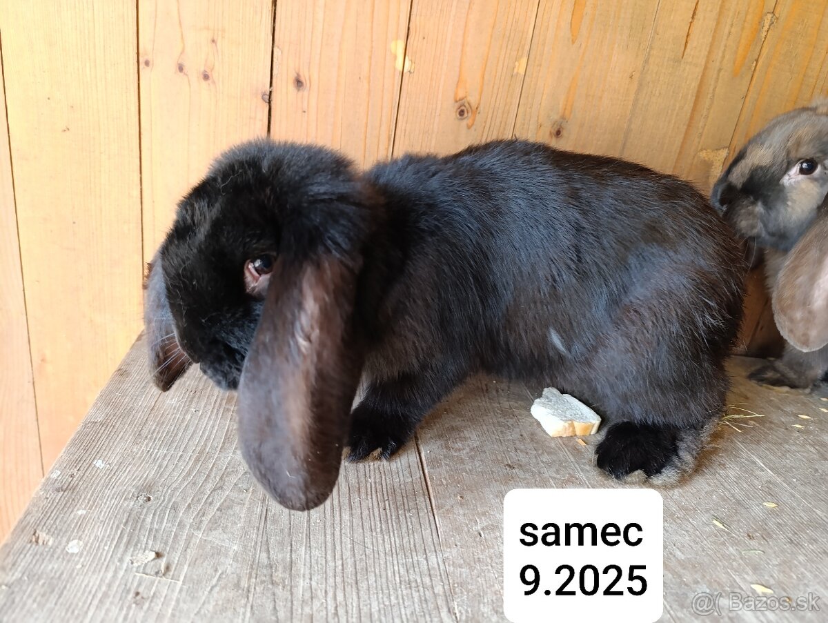 Francúzsky baran - 8