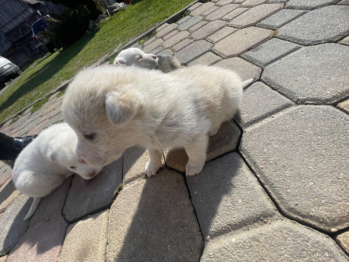 Máme na predaj šteniatka - 8