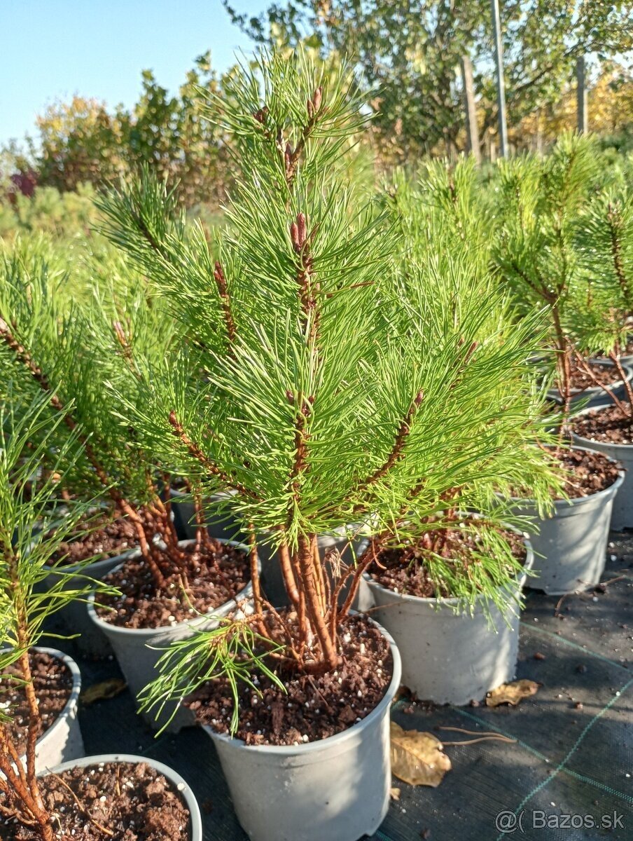 Borovica cierna ,borovica lesna, kosodrevina - 8