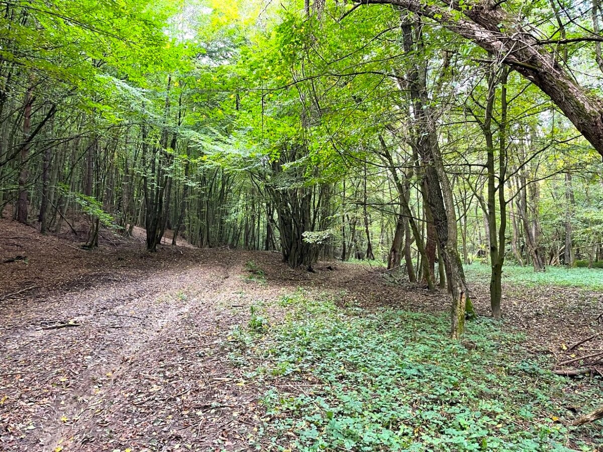 Raslavice – 156.000 m2 LESOV (87,6% podielov na LV) - 8