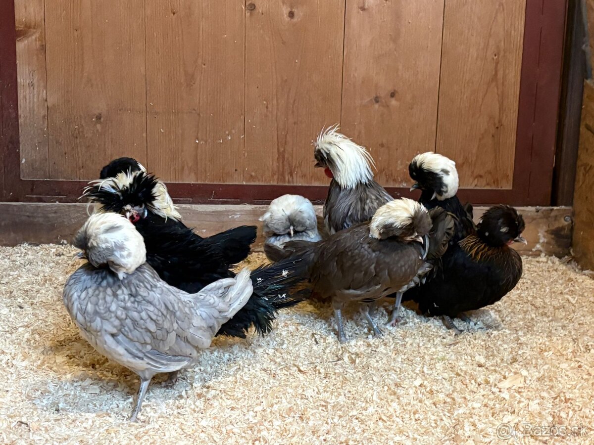 Holandské chocholaté sliepky na predaj - 8