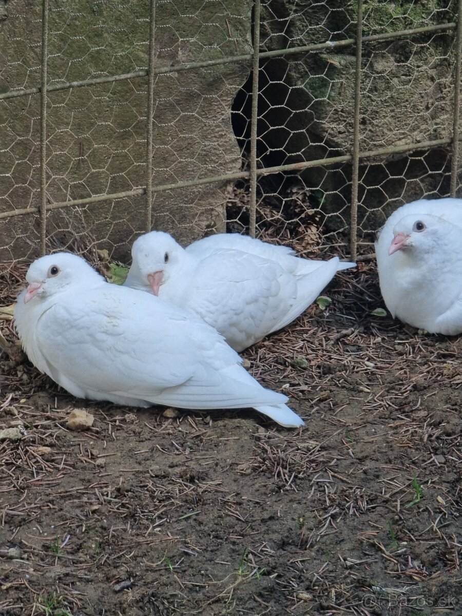 BIELE POŠTOVÉ HOLUBY - 8