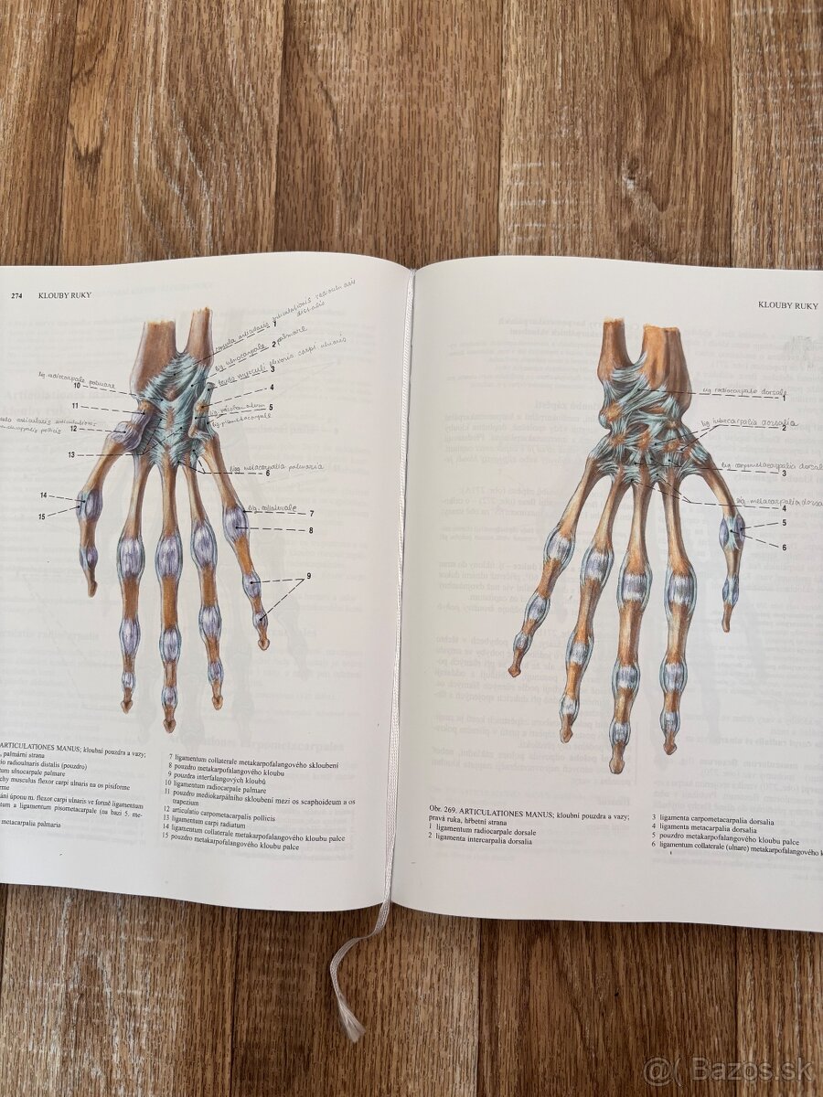 Anatomia Čihák 1,2 - 8