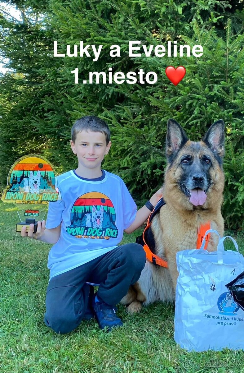 Šteniatka nemeckého ovčiaka typu Rex s PP - 8