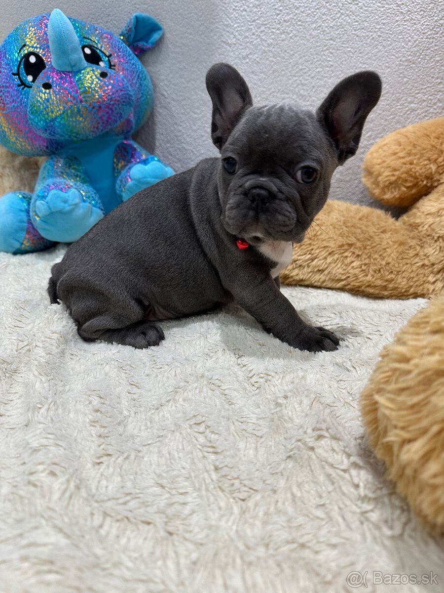 Francúzsky buldoček modré dievčatko - 8