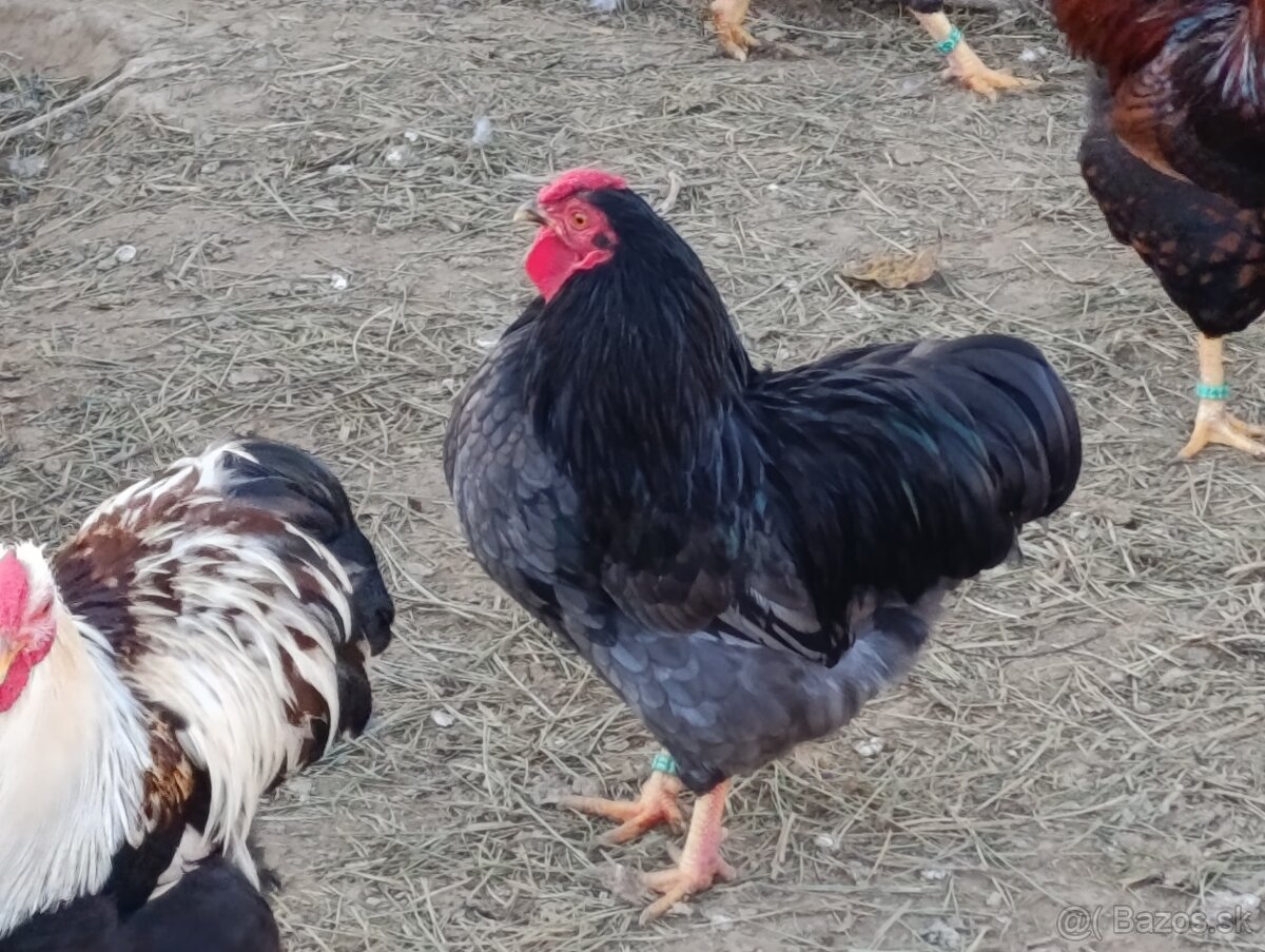 Zdrobnelá wyandotka - 8