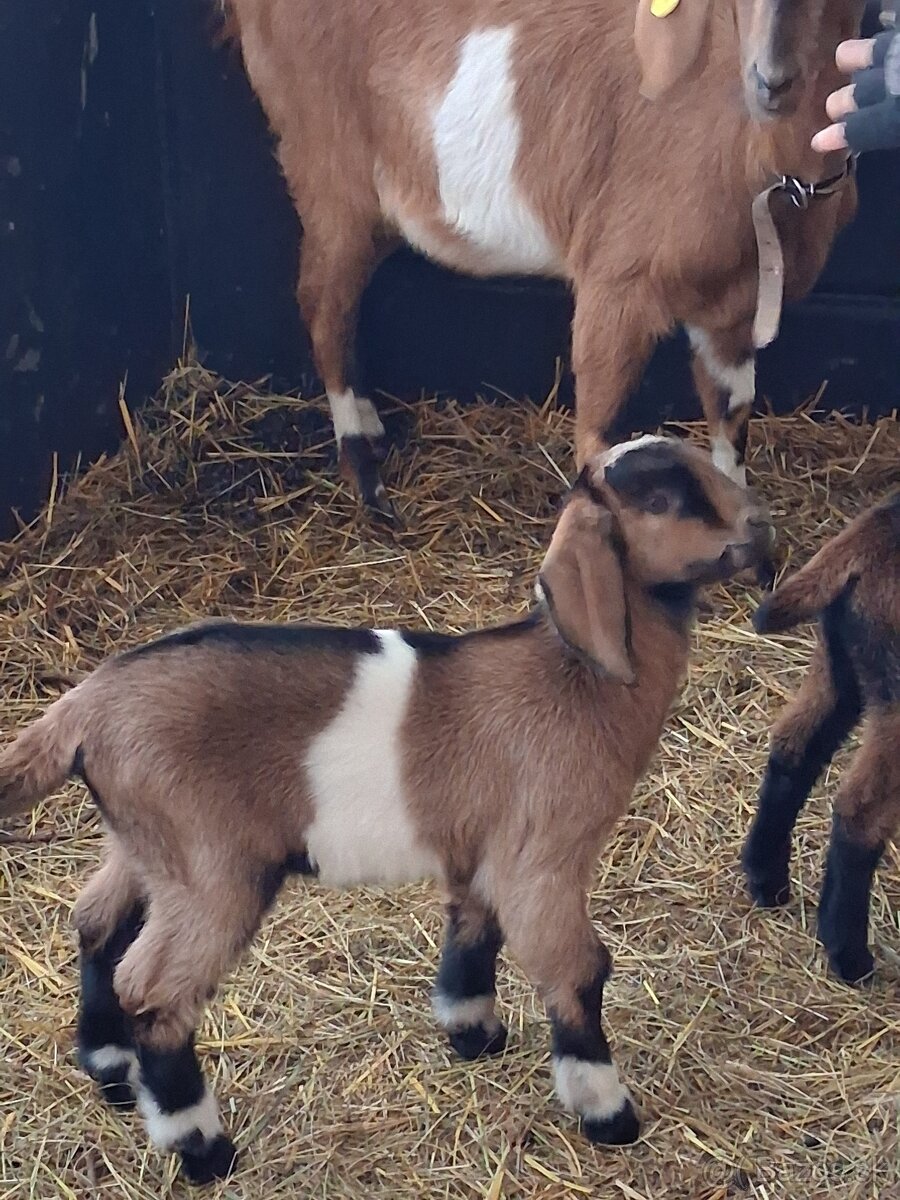 anglonubijsky cap - 8