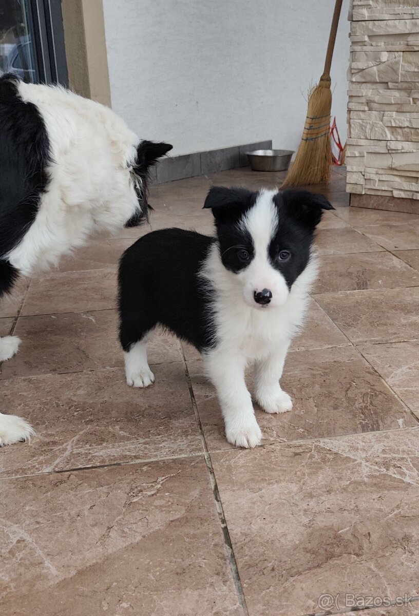 Border kólia šteniatka - 8