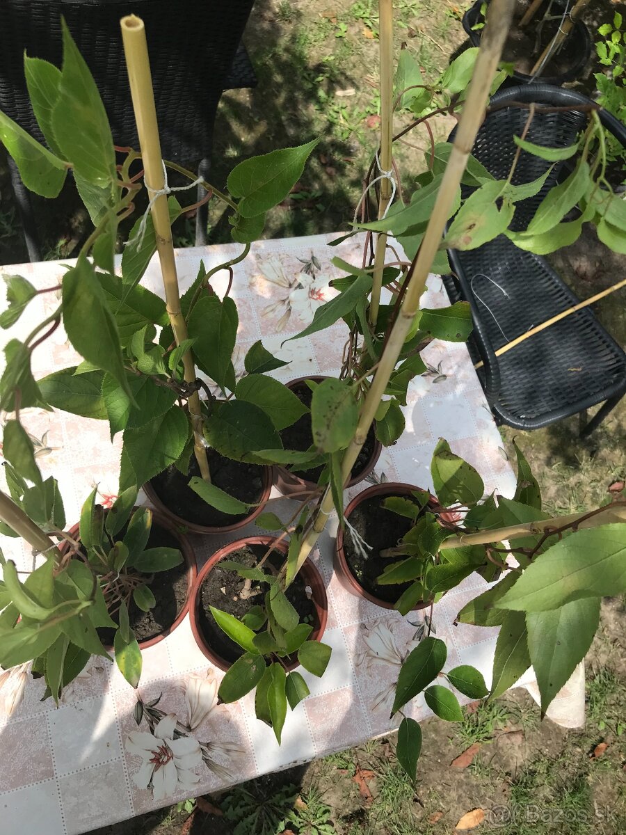 Predám MINI KIWI ISSAI - 8