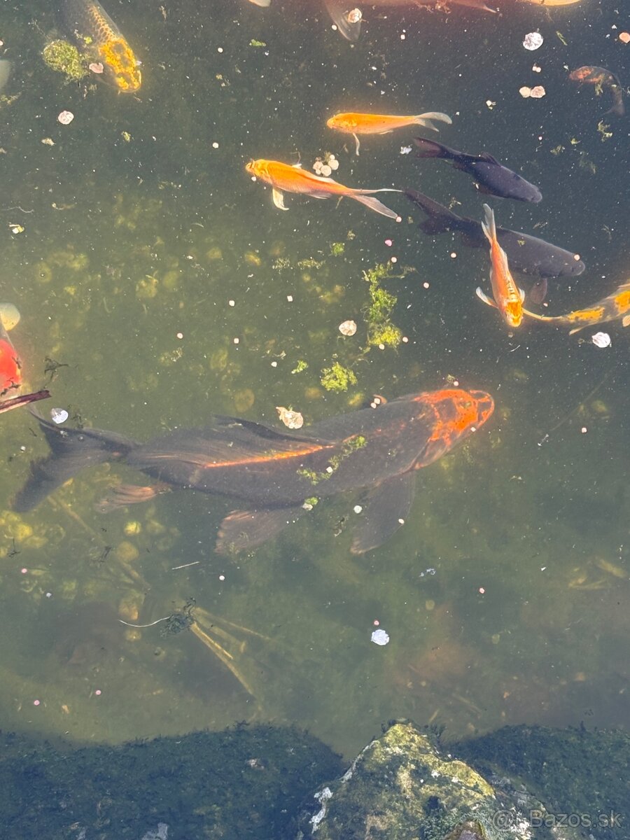 Buterfly koi ,Japonské koi kapre - 8