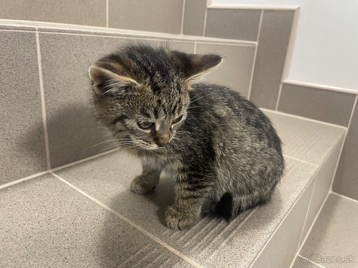 Darujem kocúrika - 8