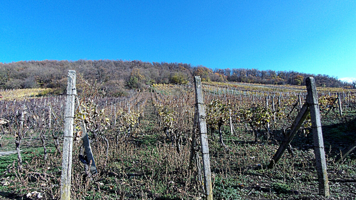 Záhradný domček s vinohradom - 8