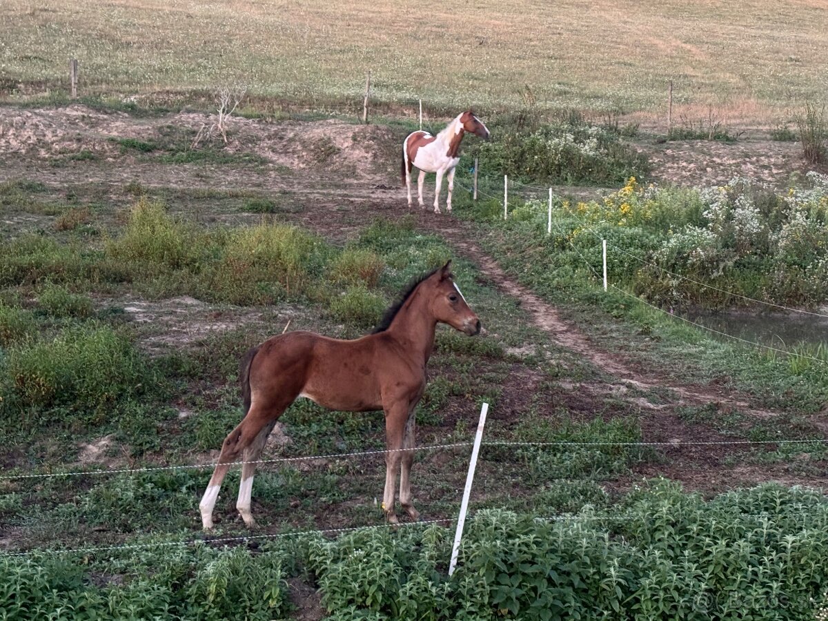 Perspektívna kobyla ST do chovu/športu - 8