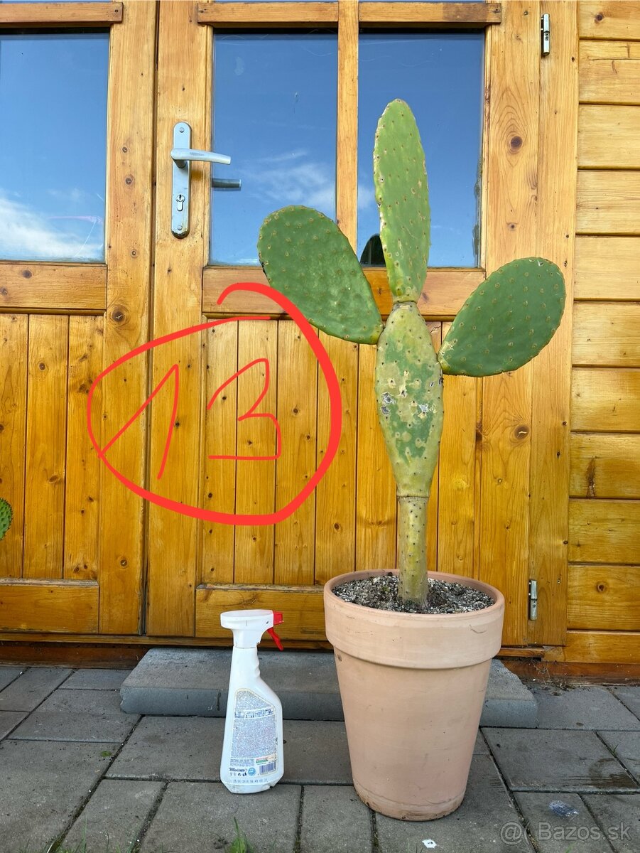 Opuncia / Figový kaktus - 8