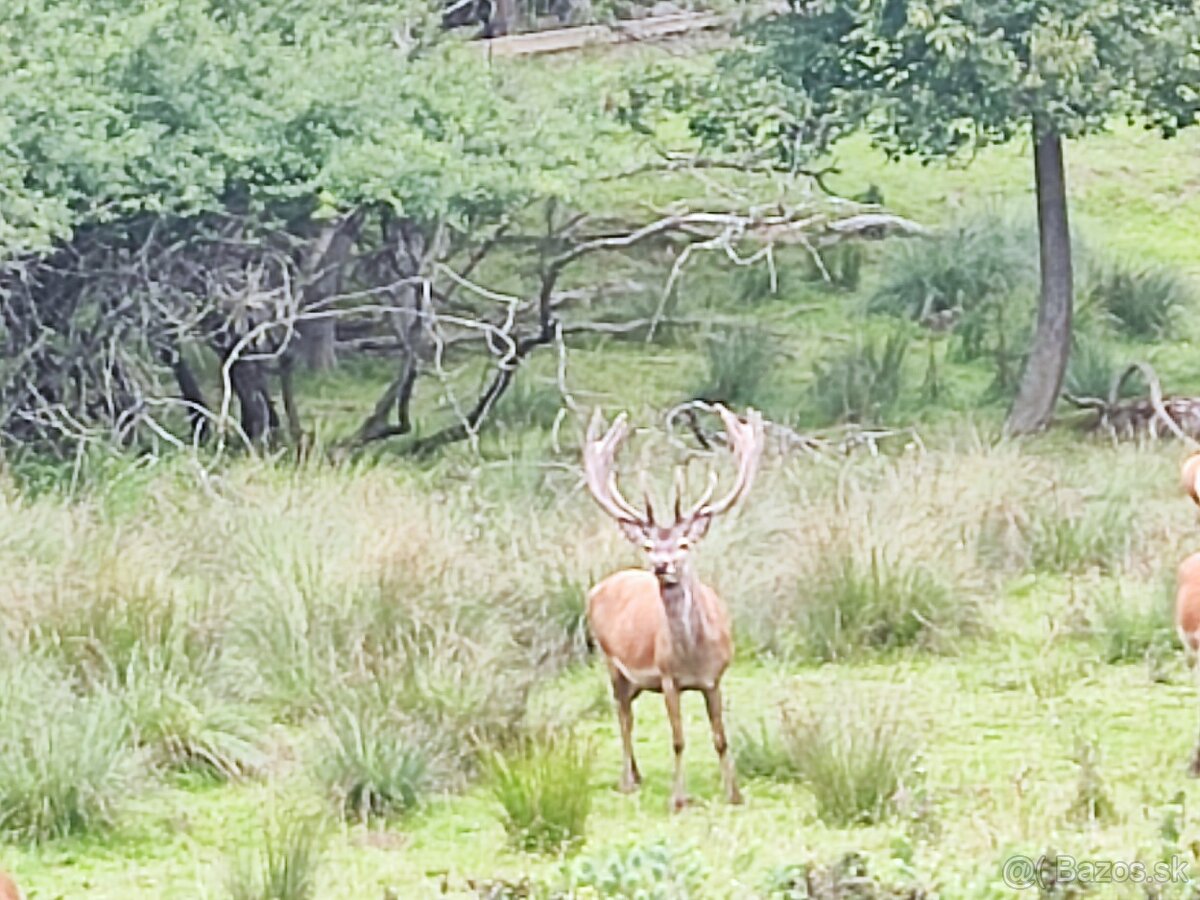 Predám Karpatské jelene - 8