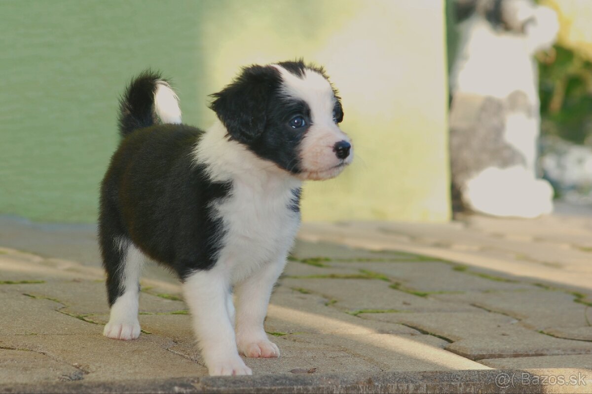 Šteniatka Border Kólia - 8