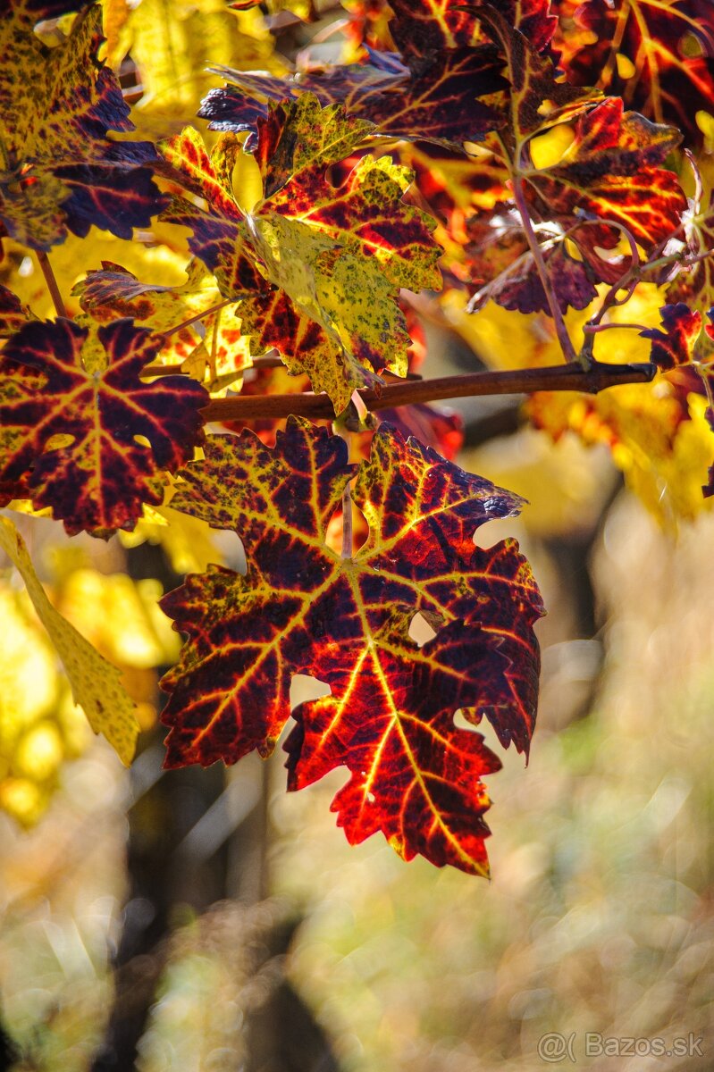 Nikon Nikkor 28-200mm 1: 3.5-5.6G IF - 8