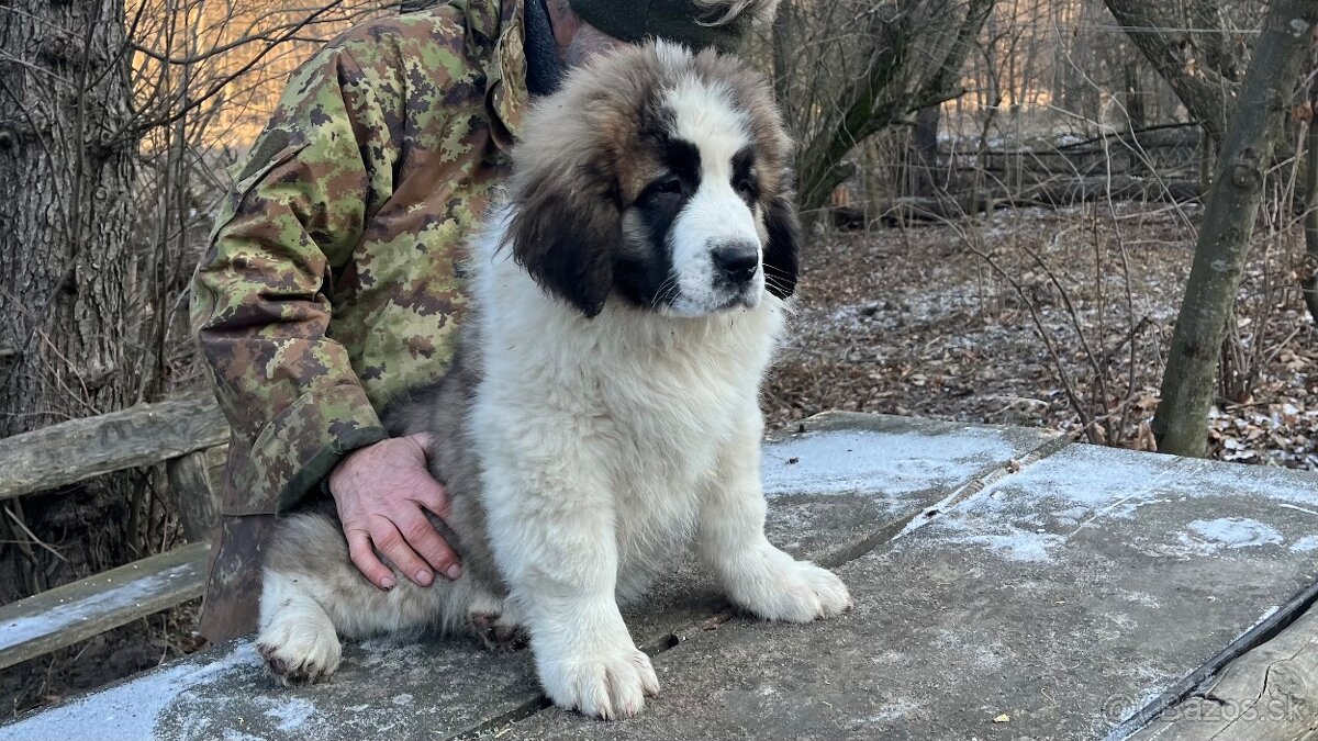 Štenata Moskovsky strážny pes - 8