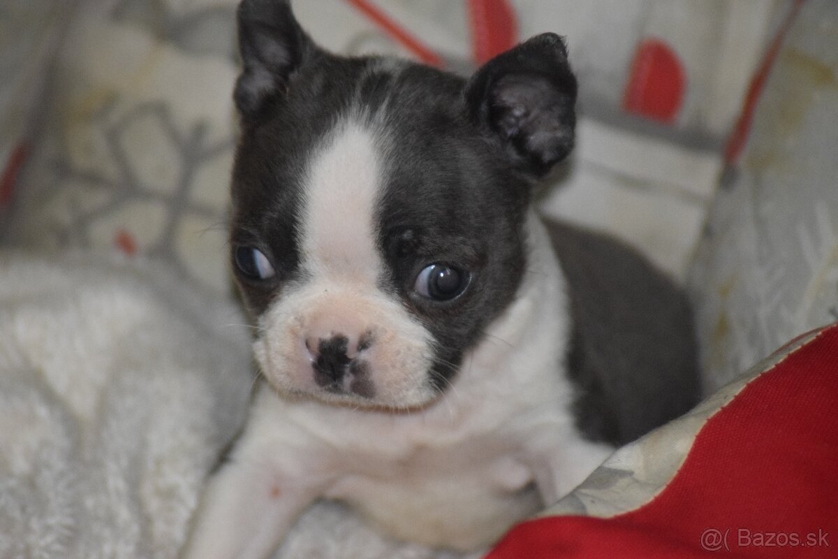 bostonský teriér s PP - modrý pejsek+ modrá holčička - 8