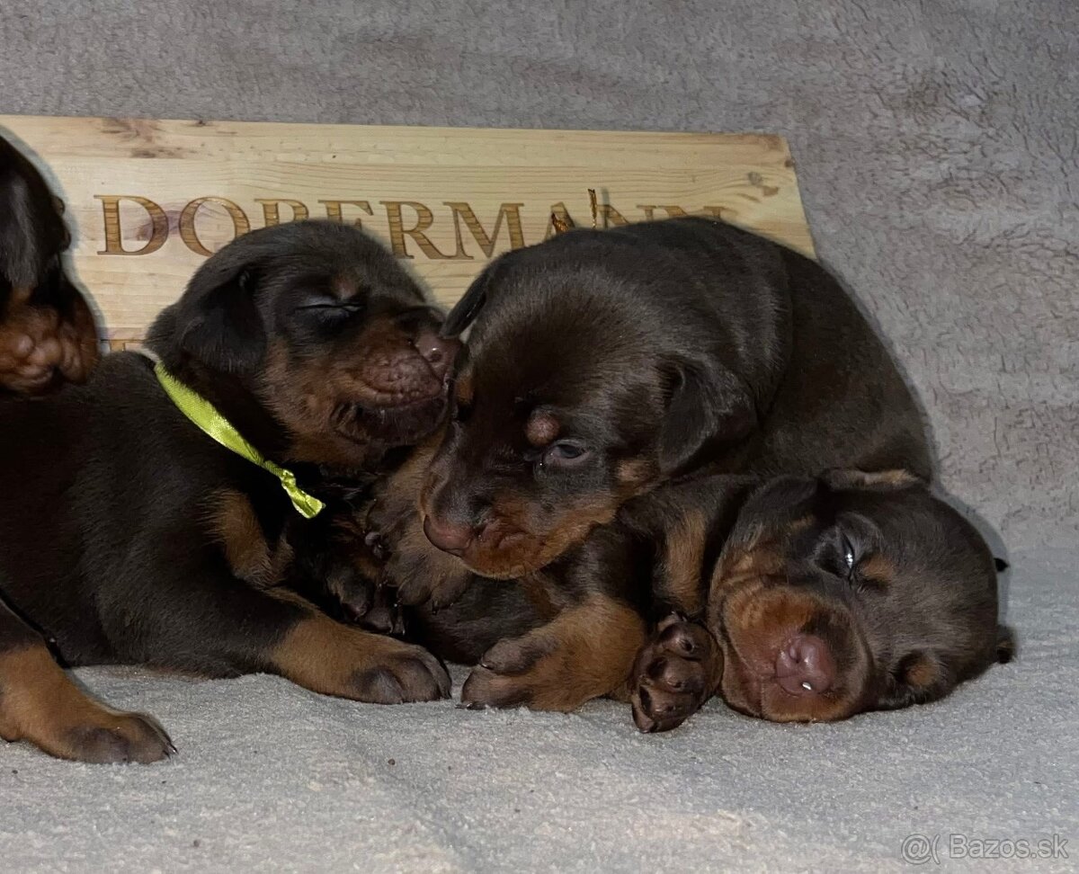 DOBERMAN ŠTENIATKA S FCI PP - 8