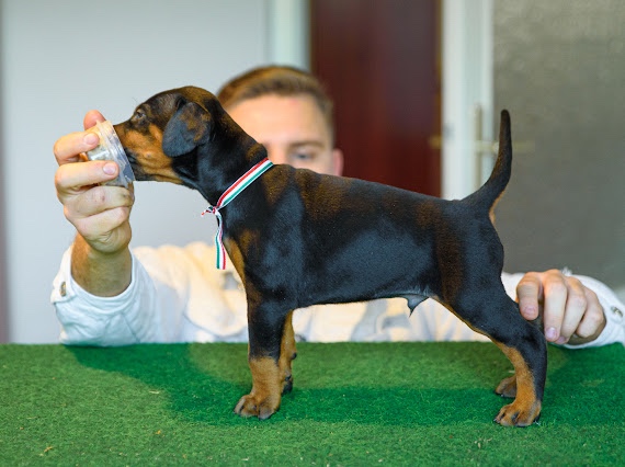 DOBERMAN ŠTENIATKA S FCI PP - 8