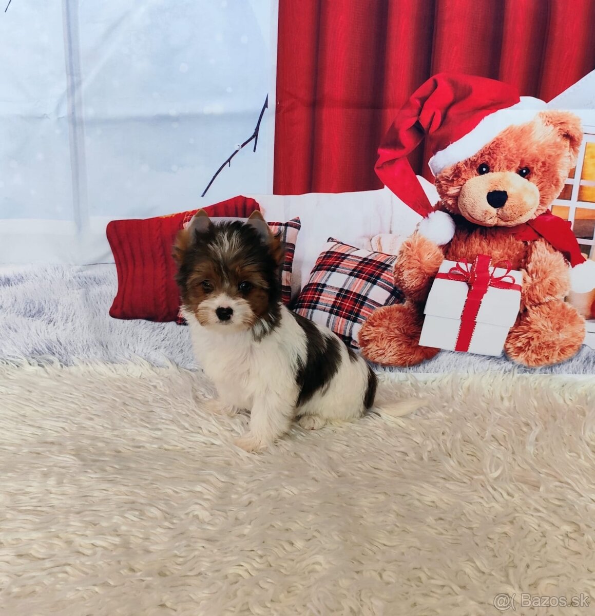 Yorkshire teriér, Biewer, Biro, Yorkshire teriér s PP - 8