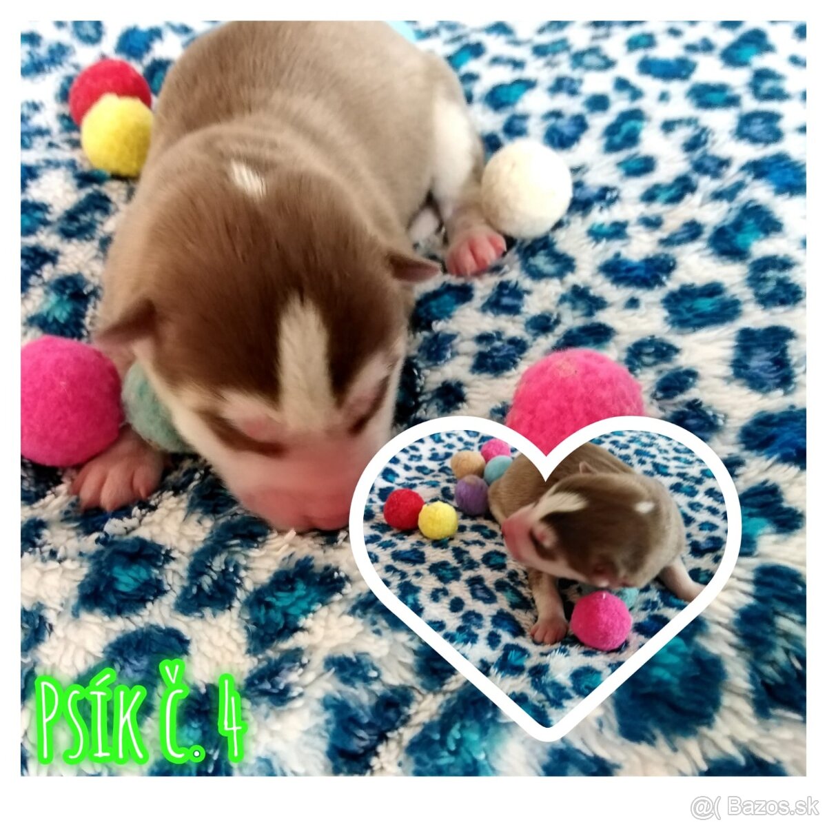 Sibírsky husky hasky - 8