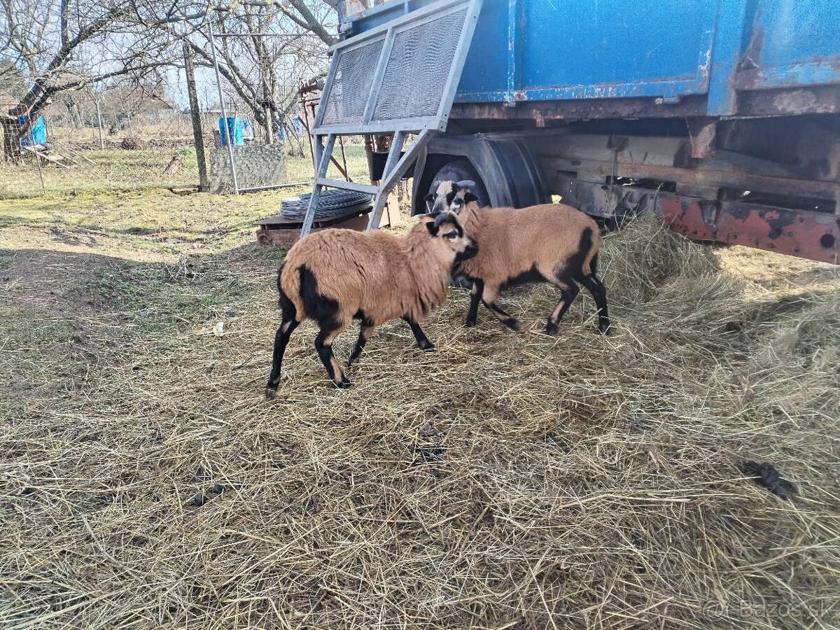 Kamerunske ovce/barany 2ks - 8