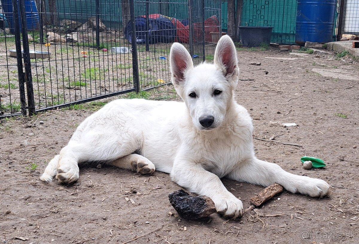 Biely švajčiarsky ovčiak s PP - 8