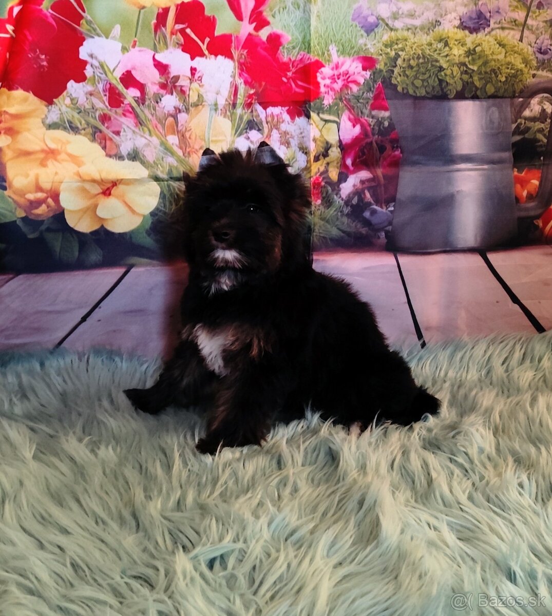 Yorkshire terrier - 8