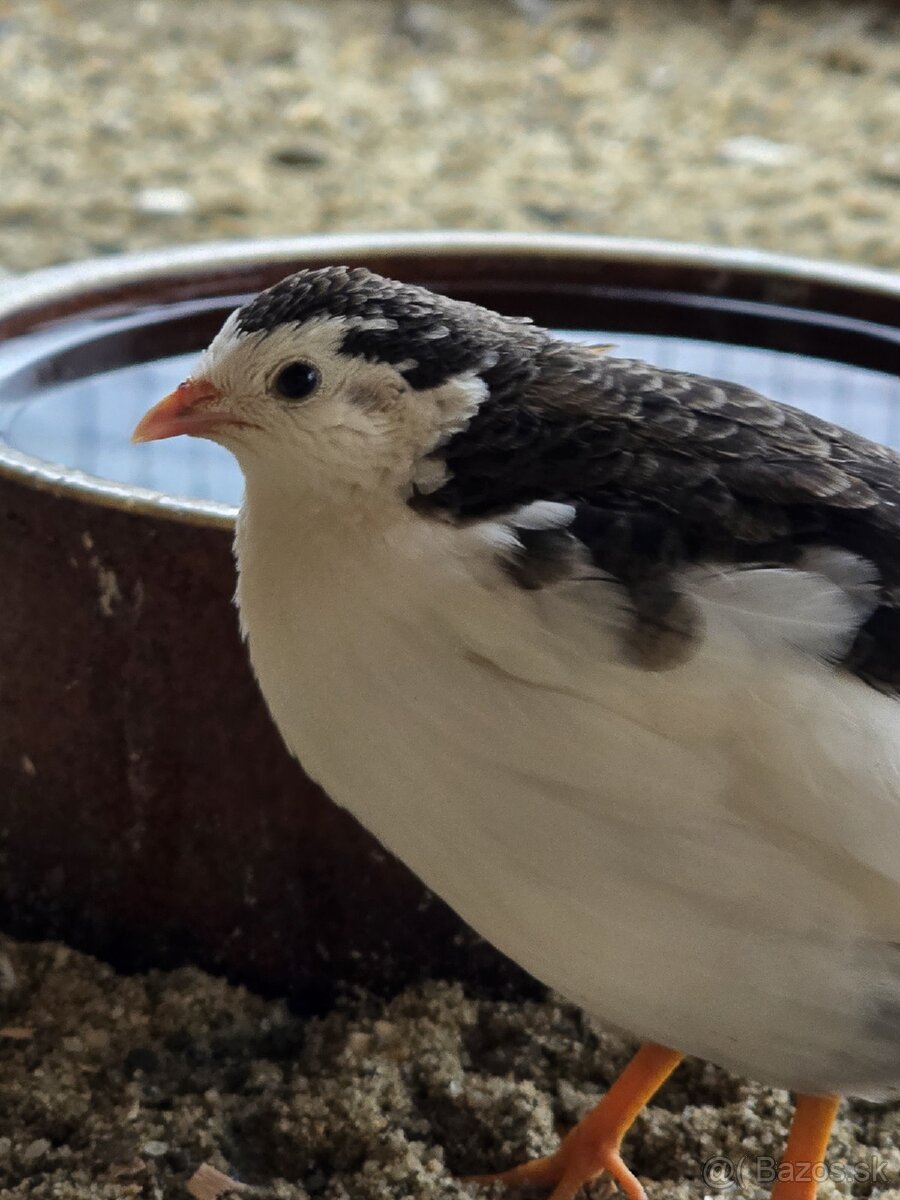 Čínska prepelica - 8