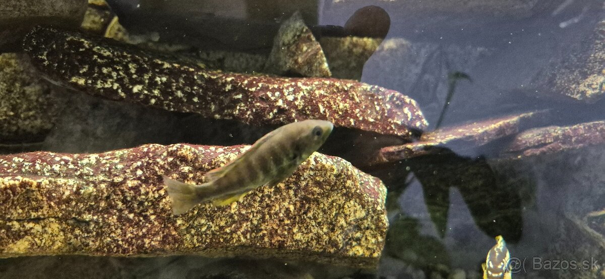 Africké cichlidy - 8