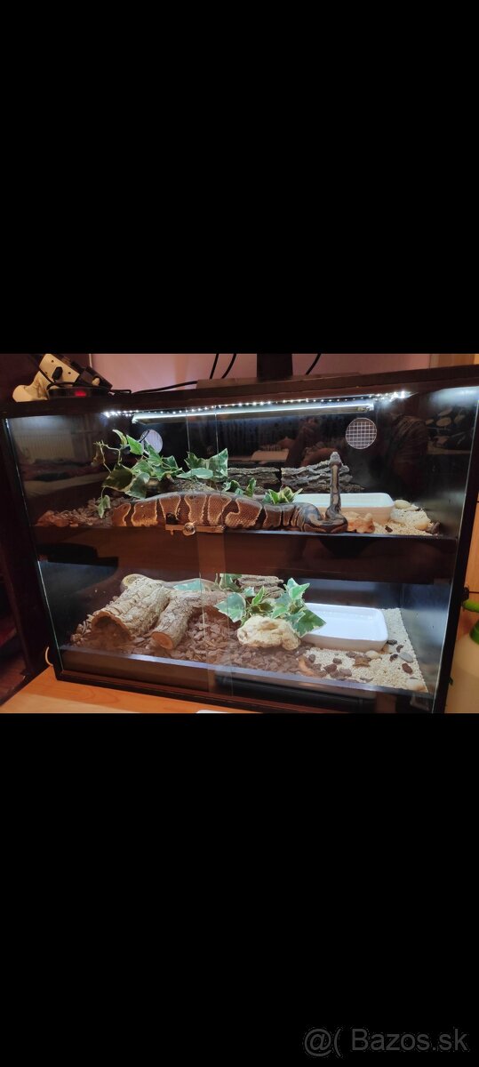 Python regius (Pytón Kráľovský) párik + tera - 8