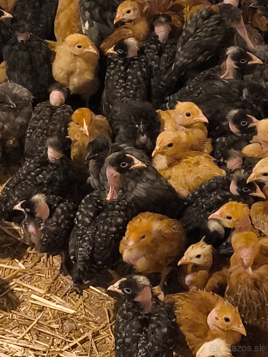 Kuričky DOMINNAT - 8