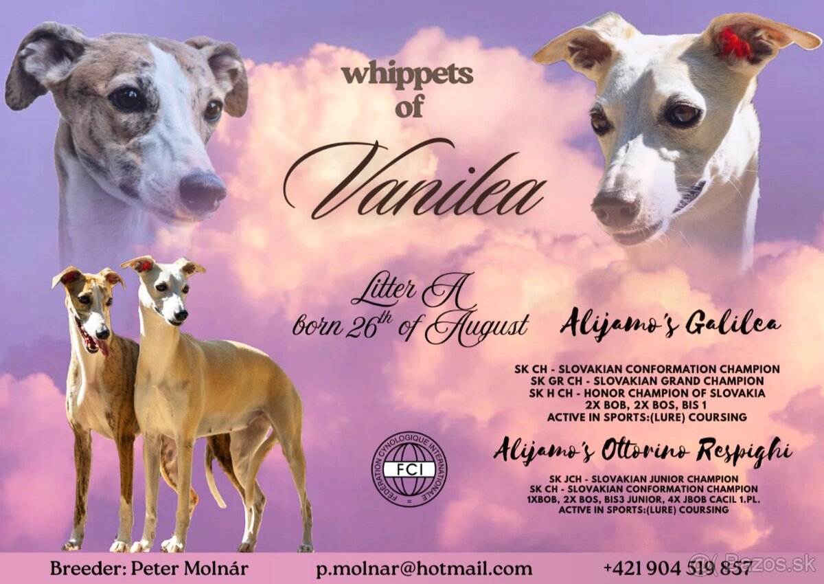 Šteniatka Vipet / Whippet - 8
