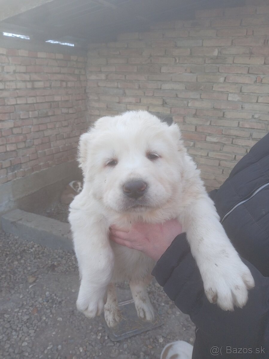 Stredoázijský ovčiak – šteniatka - 8