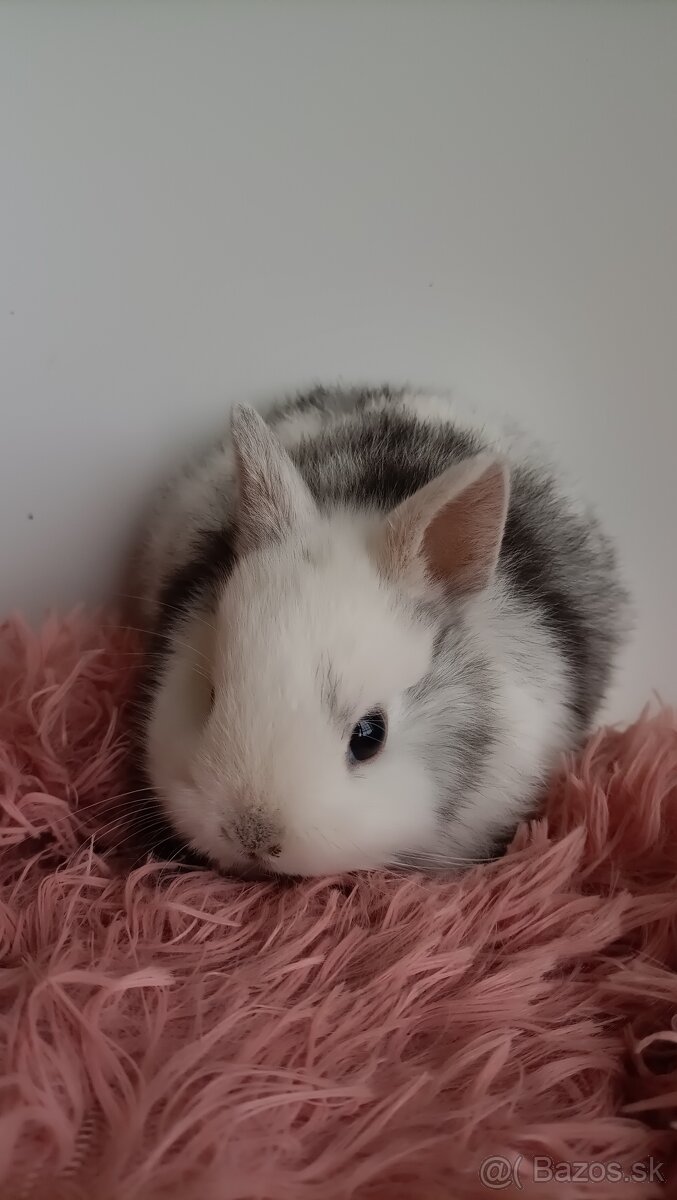 Zdrobnené kraliky - 8