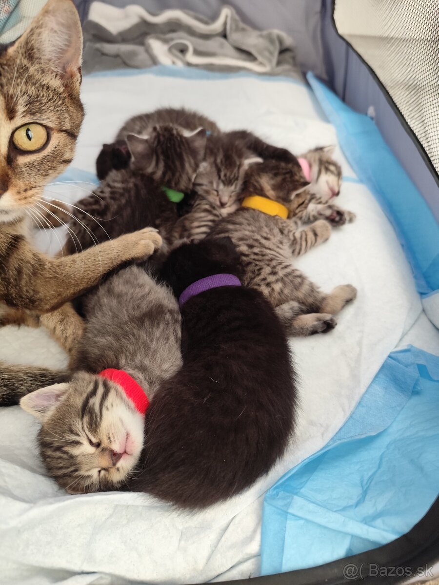 Darujem mačiatko - 8