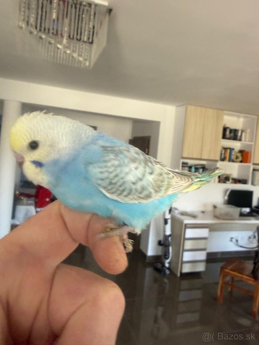 Andulka Maznačik - 8