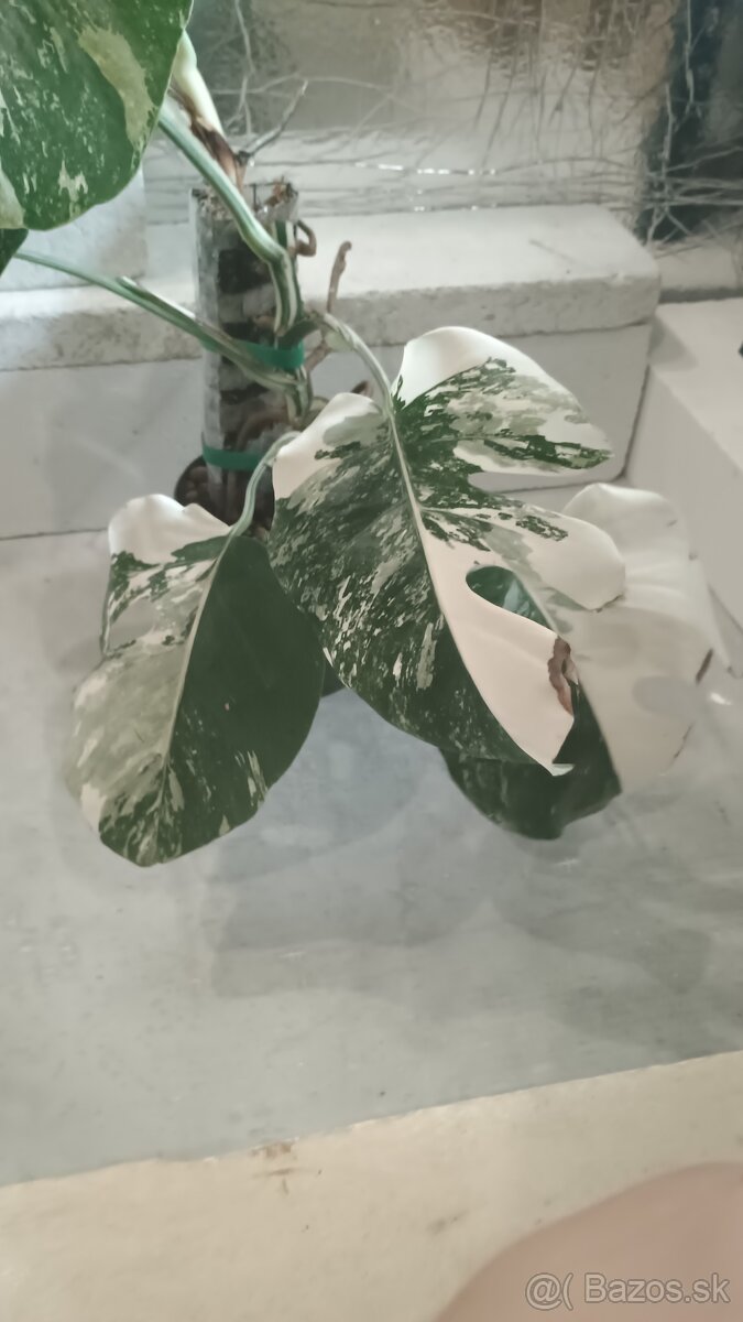 Monstera albo a aurea - 8
