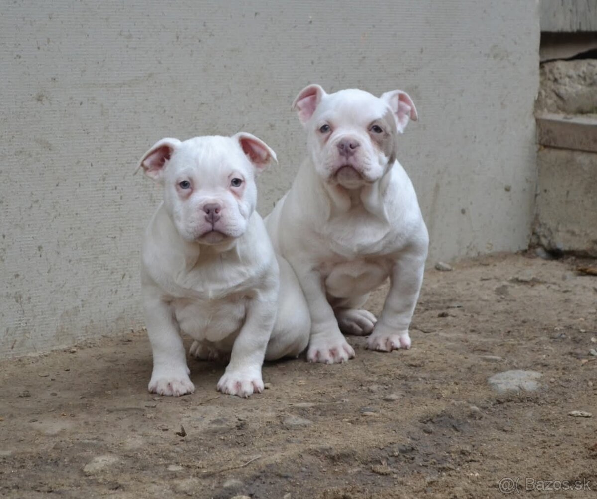 American bully pocket/ standatd - 8