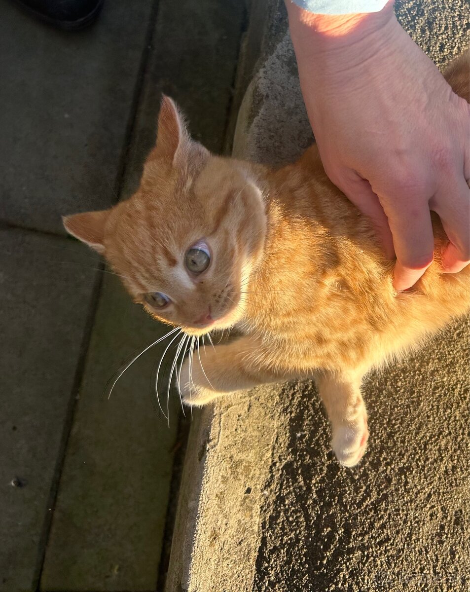 Maciatka darujem - 8