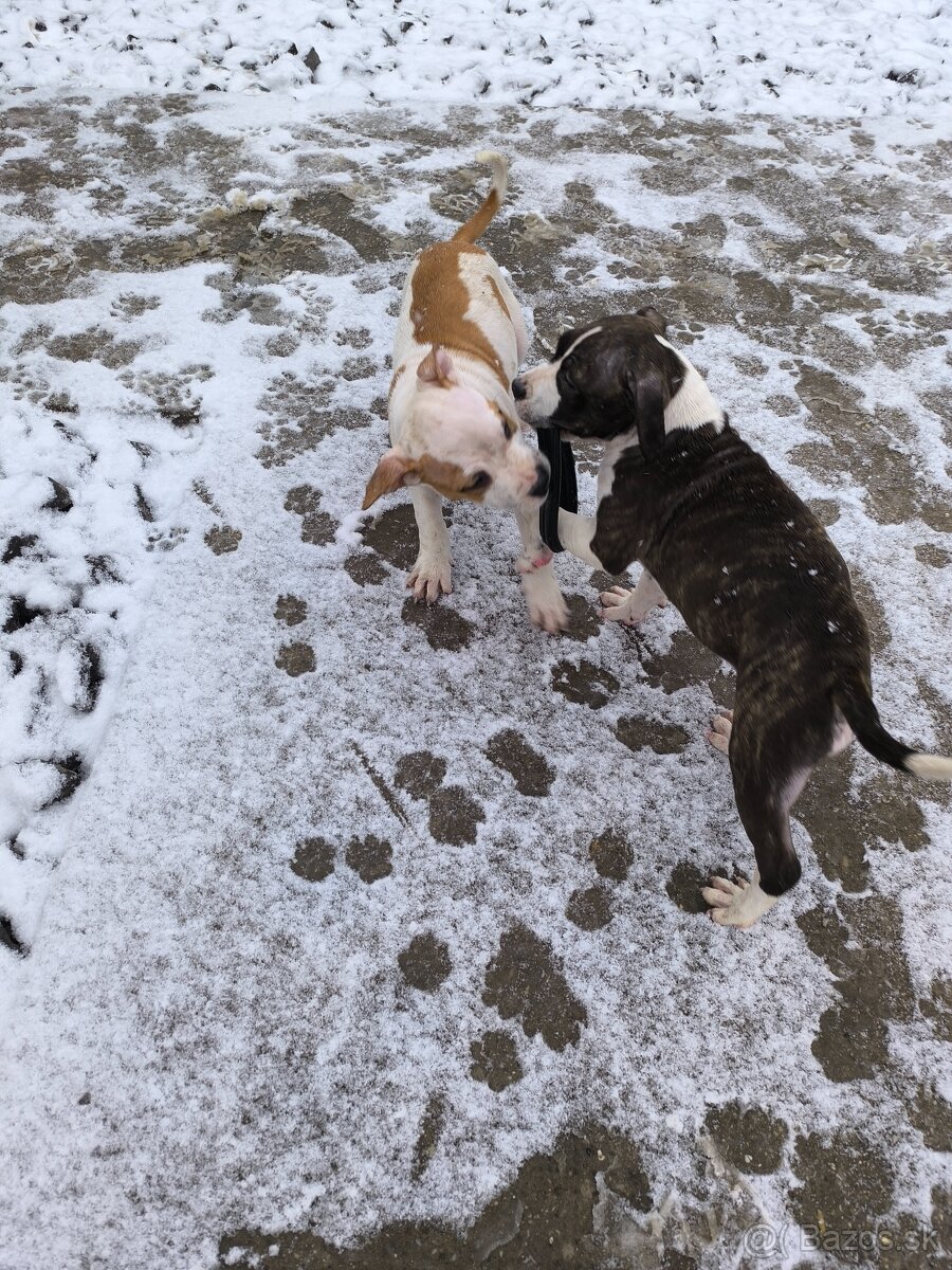 AMERICKÝ STAFORDŠÍRSKY TERIÉR s PP - 8