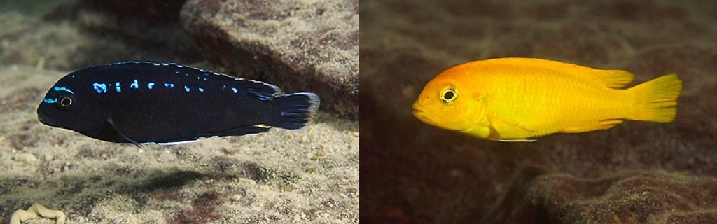 Africké cichlidy - 8