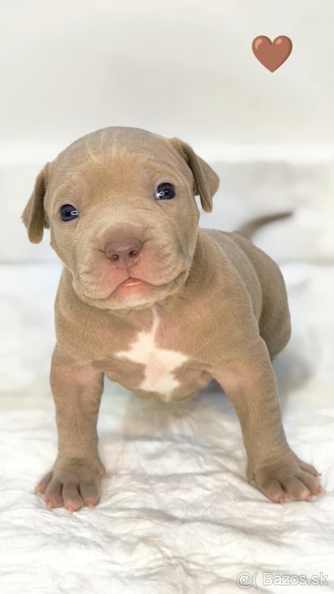 Štěňátka American Bully XL - registrace ABKC (Jihlava CZ) - 8