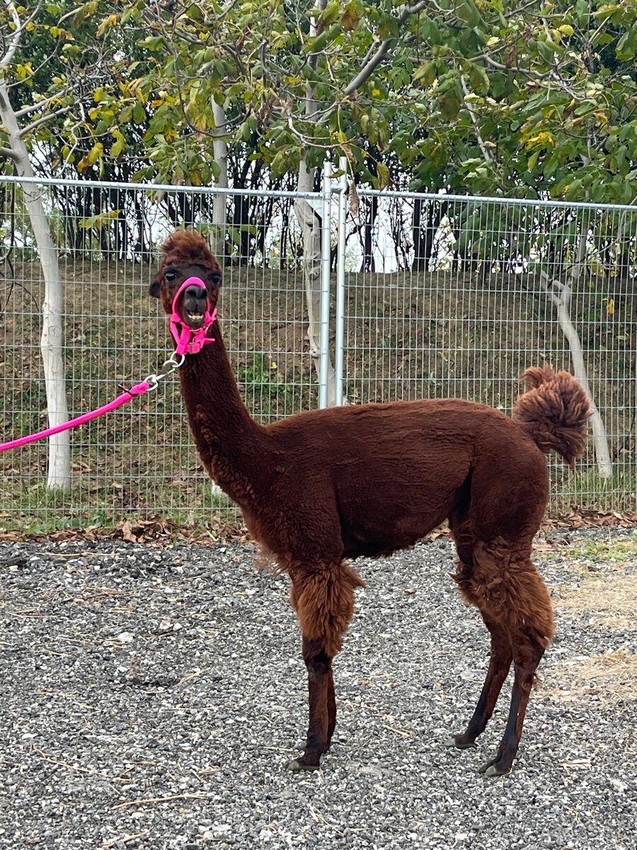 VÝHODNÁ CENA Alpaka samica - 8