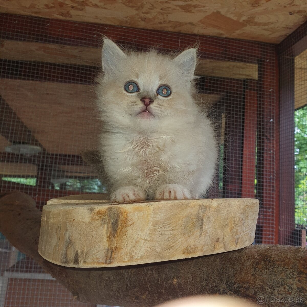 Ponukam maciatka ragdoll - 8