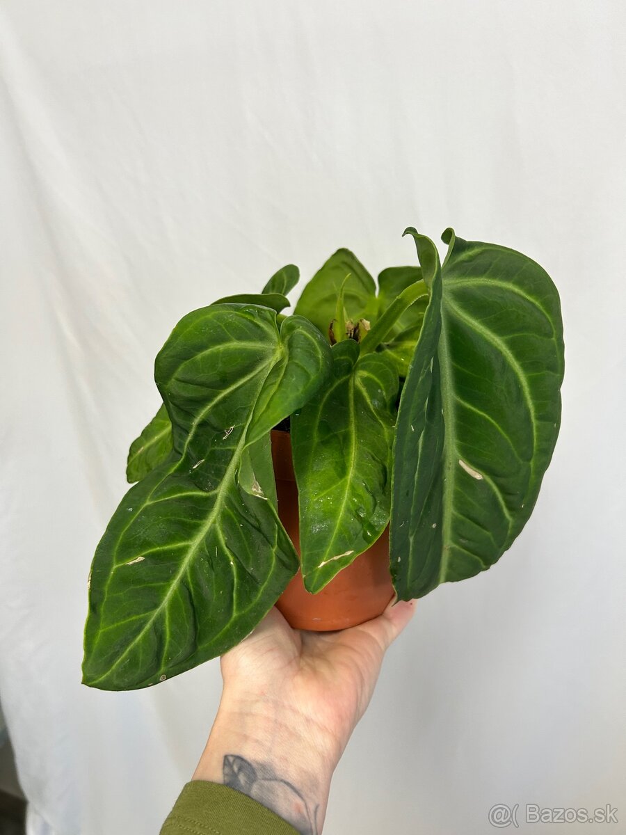 Anthurium Villenaorum - 8