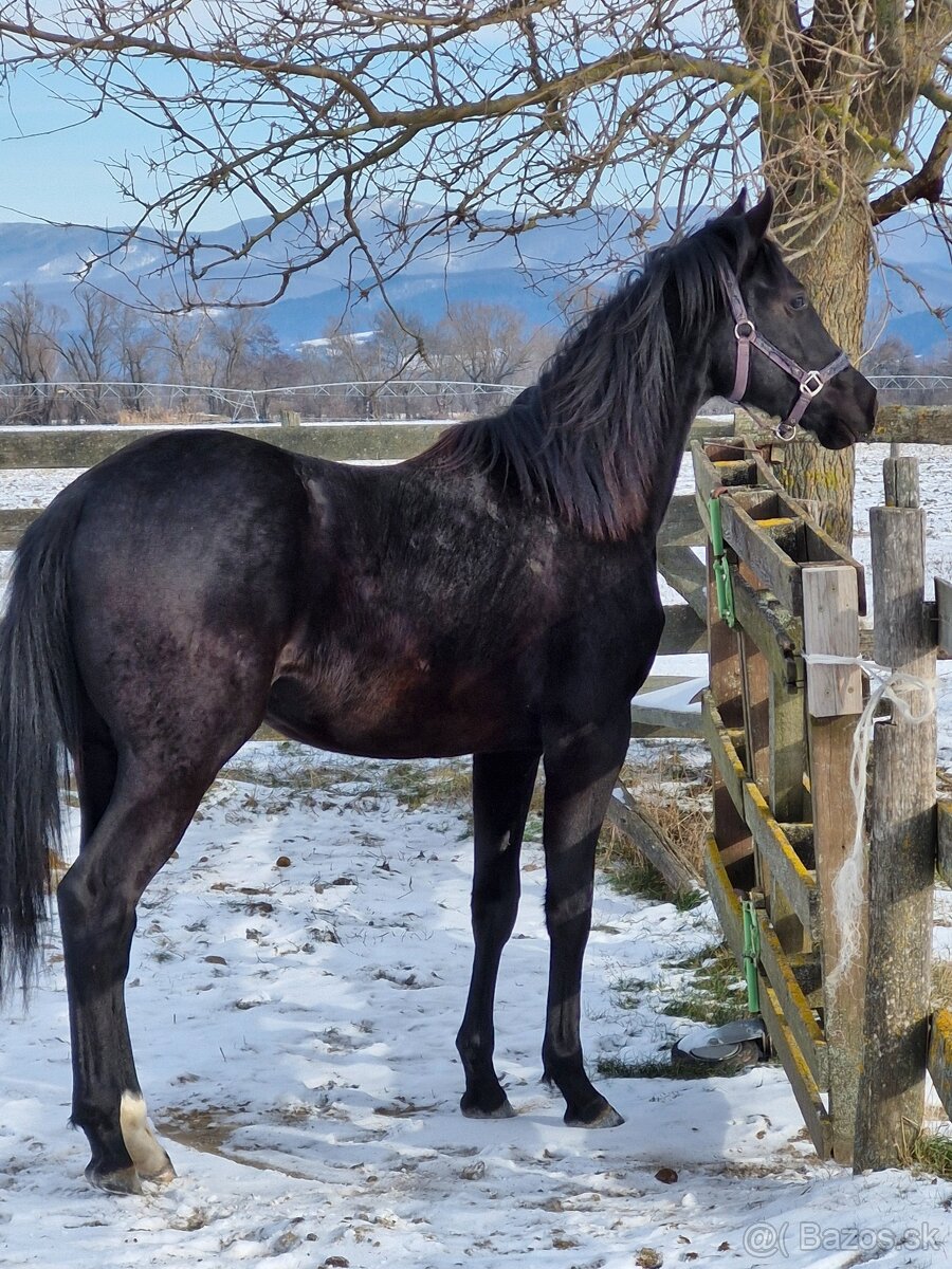 appaloosa žrebček - 8